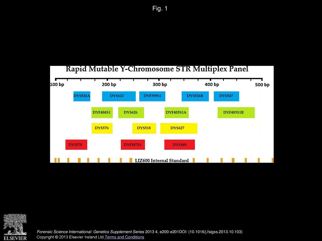 Fig. 1 Diagram illustrating fluorescent dye labels and PCR product size ranges for the Y-STR loci incorporated in the multiplex.