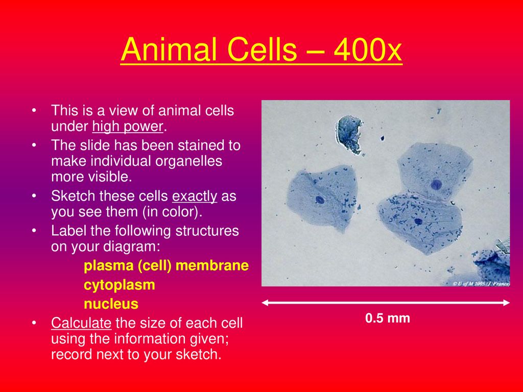 Virtual Microscope – Animal and Plant Cell Tutorial - ppt download