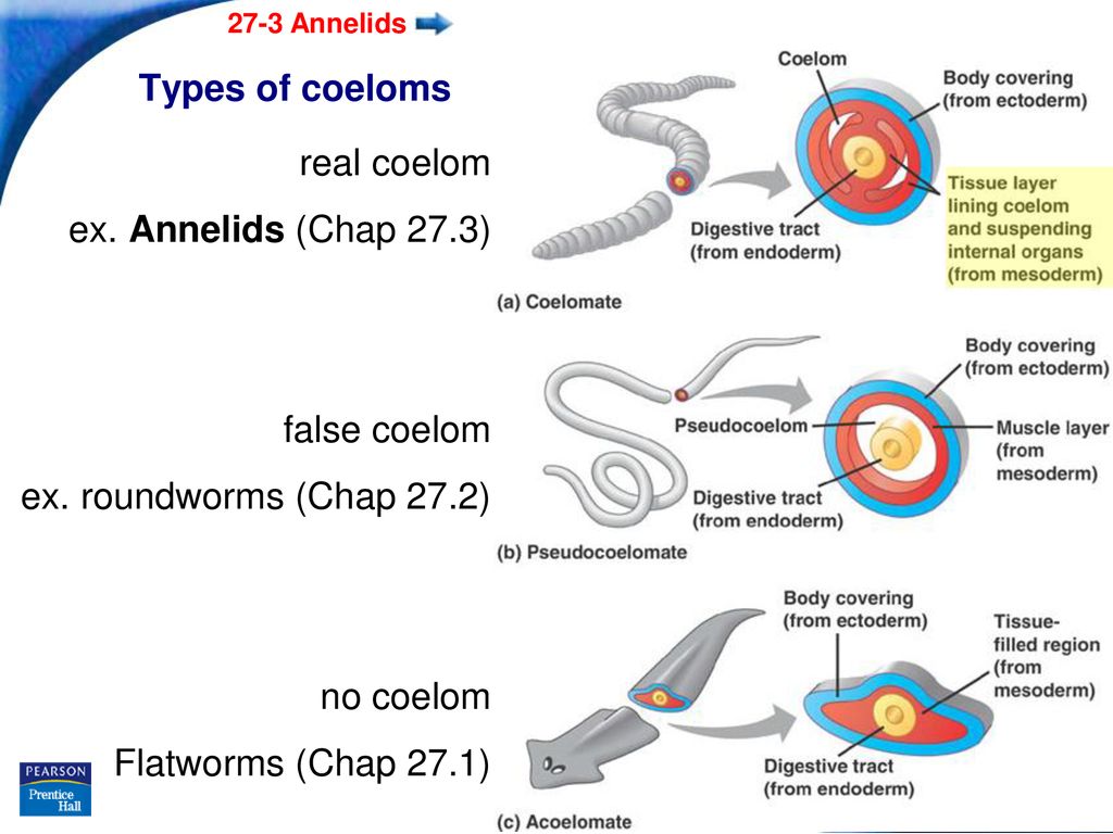 Platyhelminthes coelom