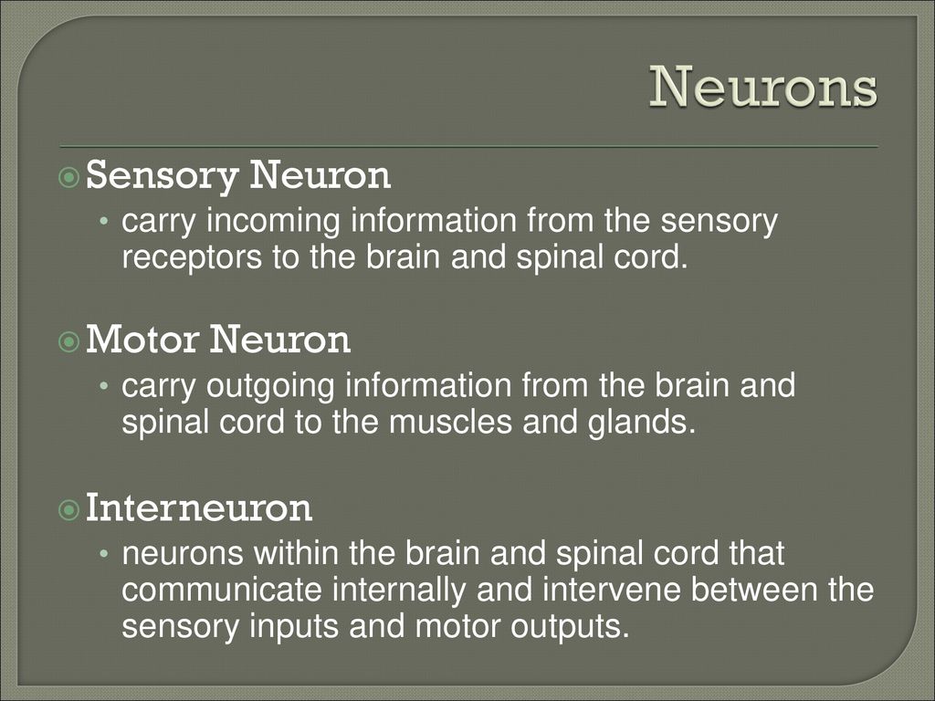 Biological Psychology - ppt download