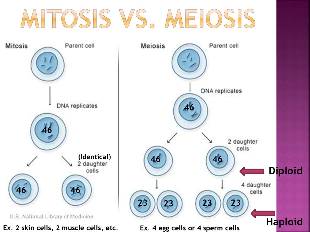 Mitosis Vs Meiosis Haploid Diploid Biology Diagrams