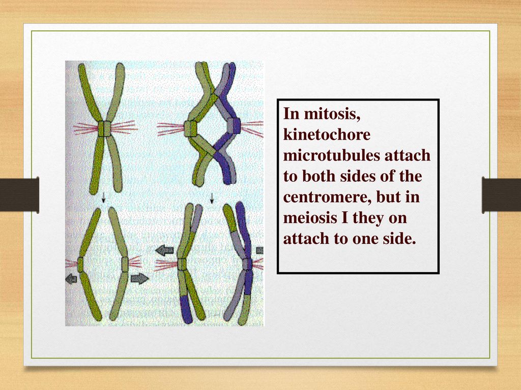 Halving the Chromosomes Biology Diagrams