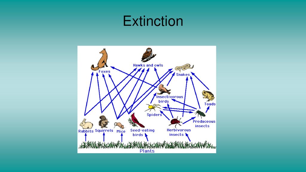 Food Webs A system of interdependent food chains Food Chain ... Biology Diagrams