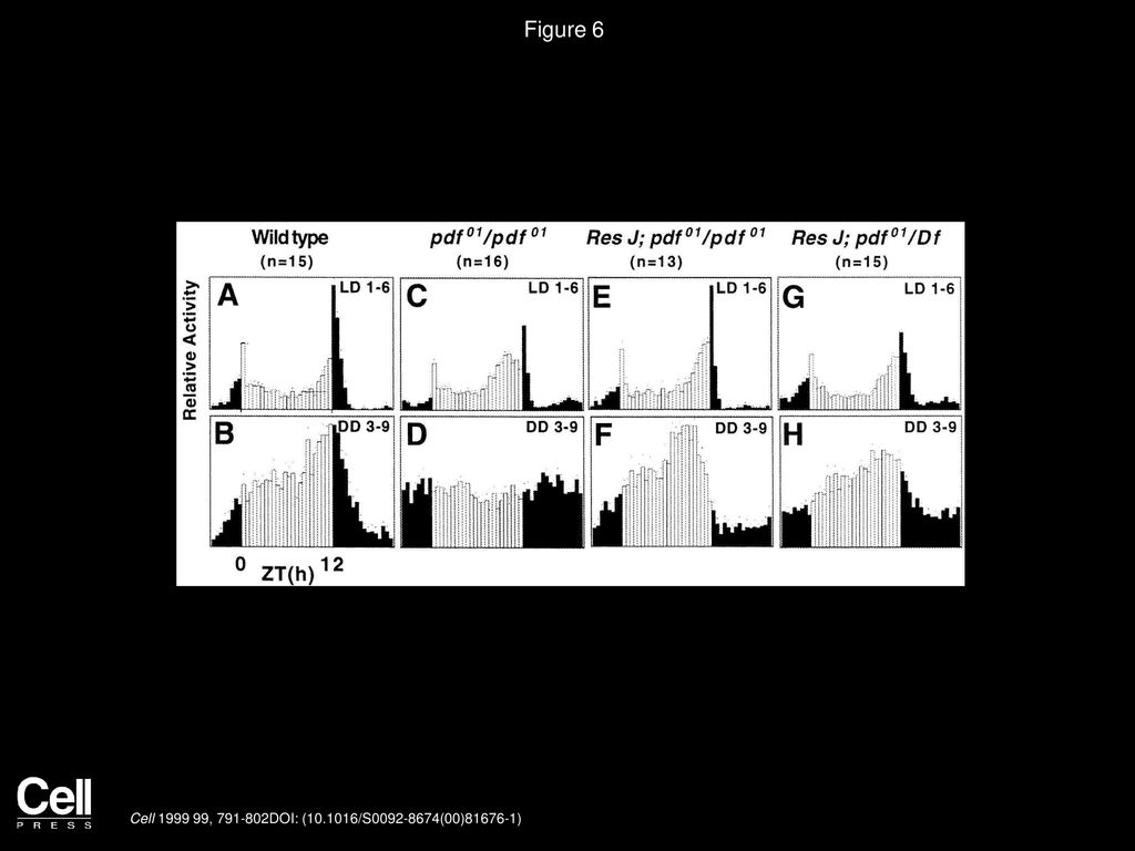 Figure 6 Locomotor Activity of pdf Mutant Flies Transgenic for pdf+ Sequences.