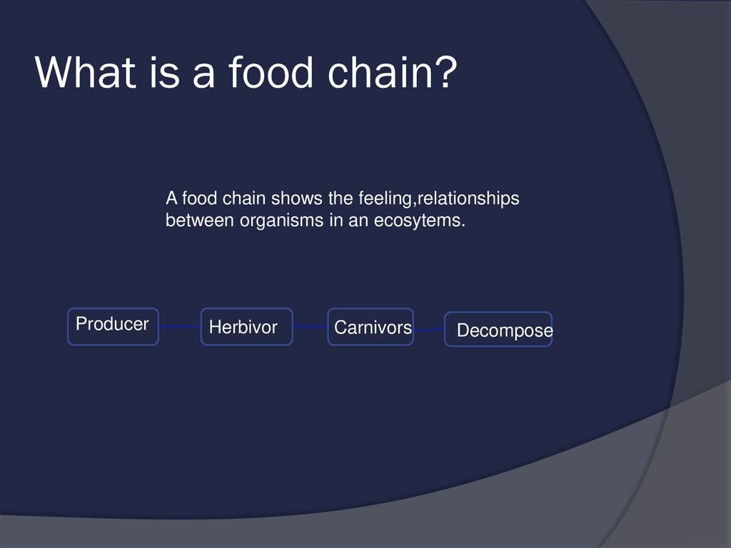 A Food Chain Shows The Relationship Between A Food Chain Shows The Relationship Between