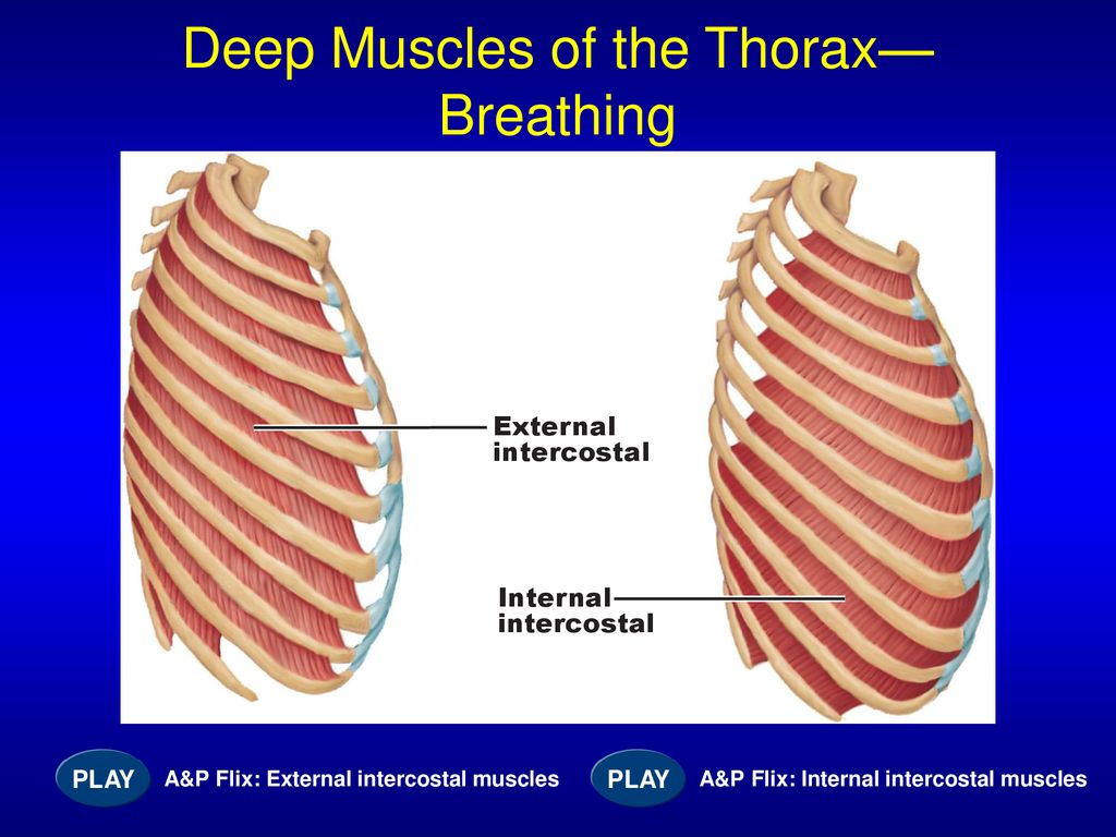 Muscle deep. Muscles of the Thorax. External and Internal intercostal muscles. Breathing muscles. Work of Internal and External intercostal muscles.