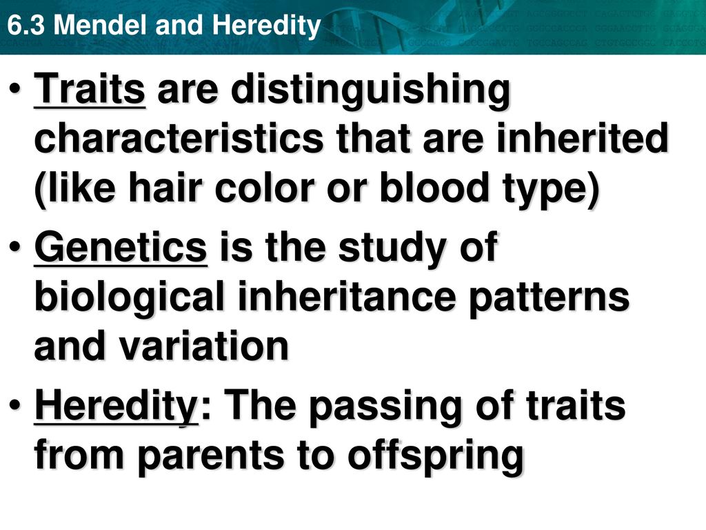Traits are distinguishing characteristics that are inherited (like hair color or blood type)