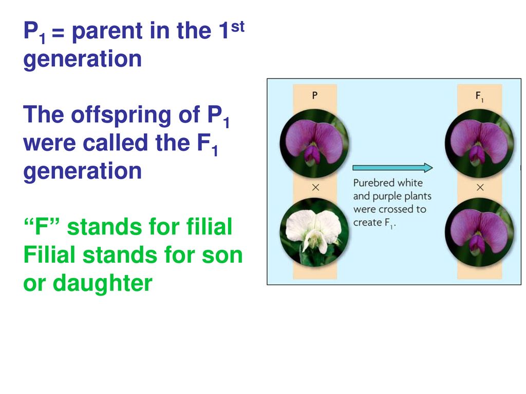 P1 = parent in the 1st generation