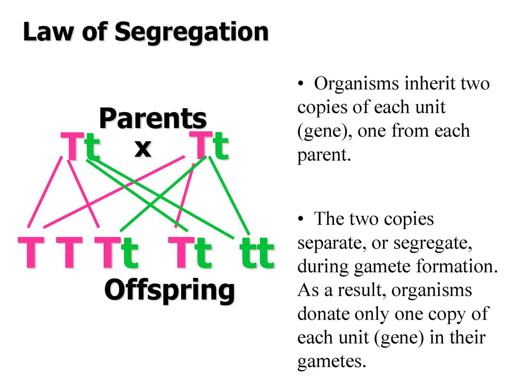 T T tt Tt Parents x Offspring Law of Segregation