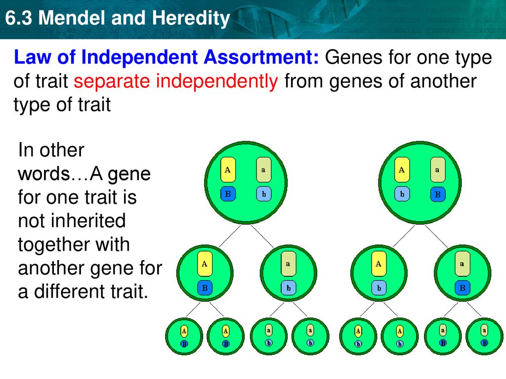 Section 63 “Mendel”. ppt download