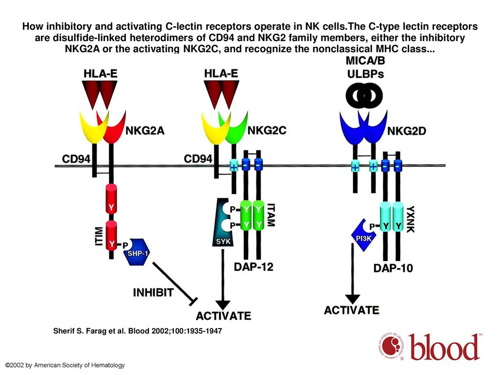 Natural killer cell receptors new biology and insights into the graftversusleukemia effect by