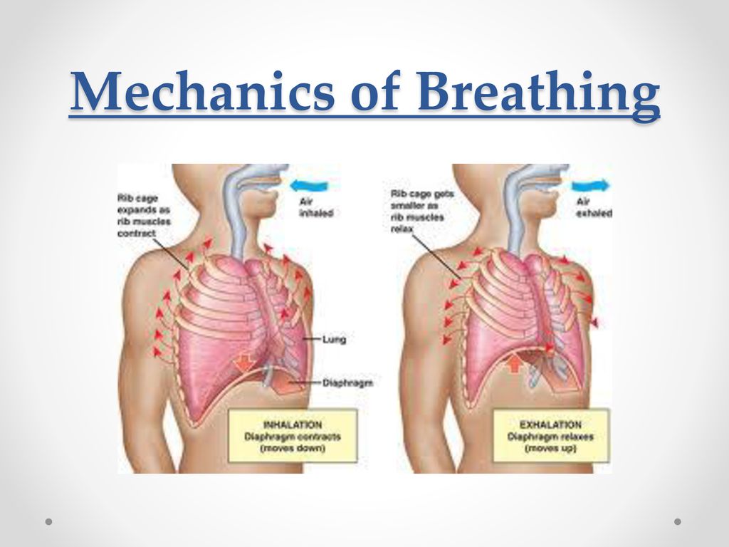 Mechanics of Breathing - ppt download
