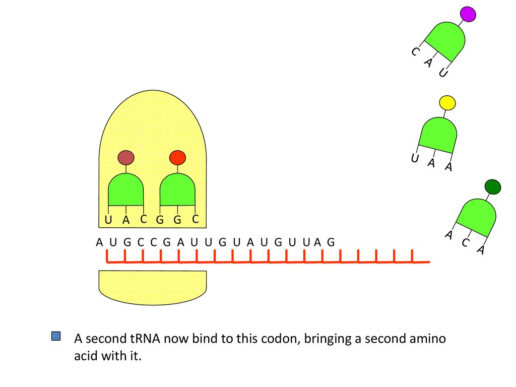 Protein Synthesis An Individual S Characteristics Are Determined By Their Dna The Dna Code Determines Which Proteins Are Made The Sequence Of Bases In Ppt Download