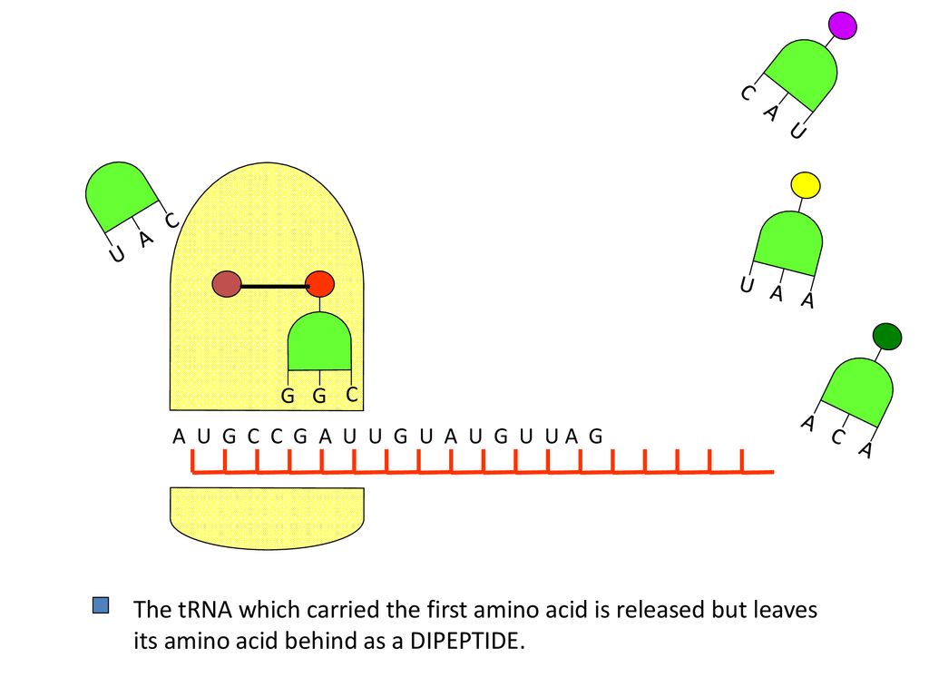Protein Synthesis An Individual S Characteristics Are Determined By Their Dna The Dna Code Determines Which Proteins Are Made The Sequence Of Bases In Ppt Download