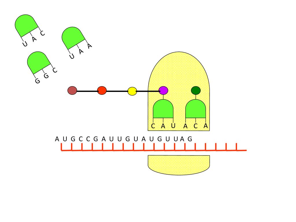 Protein Synthesis An Individual S Characteristics Are Determined By Their Dna The Dna Code Determines Which Proteins Are Made The Sequence Of Bases In Ppt Download