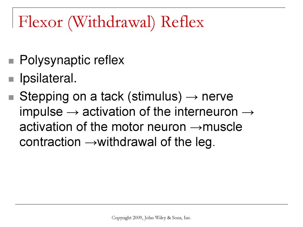 Chapter 13: The Spinal Cord and Spinal Nerves - ppt download