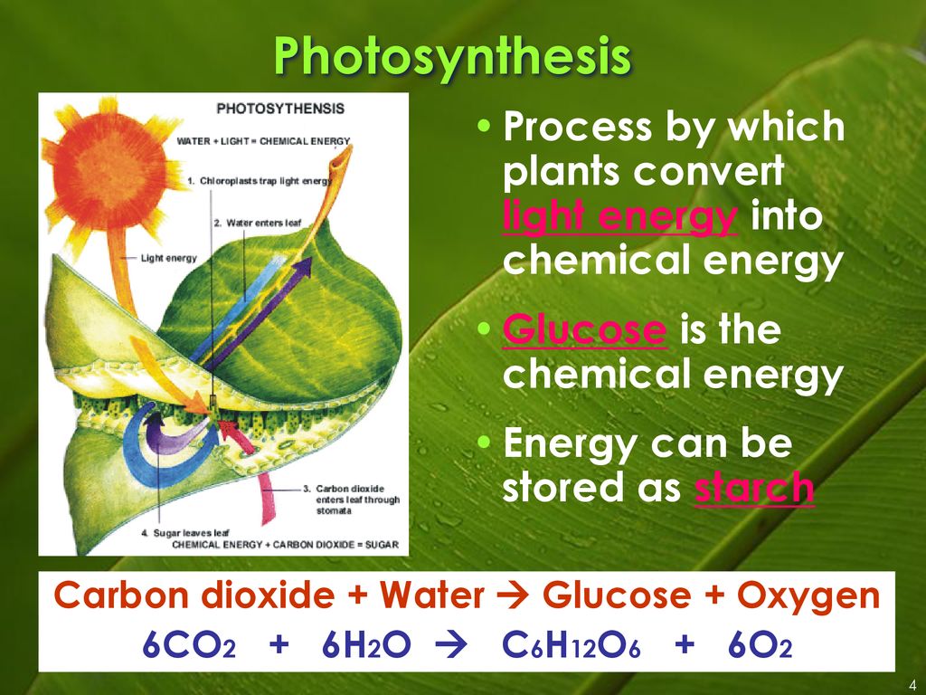 Plant Processes. - ppt download