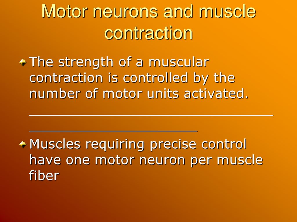 Types of Muscle Fibers and Contractions - ppt download