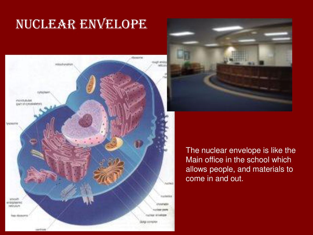 A Cell Is Like A School Biology Diagrams