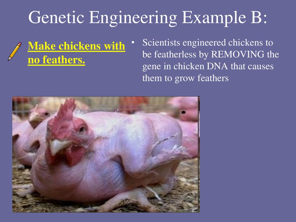 Selective Breeding And Genetic Engineering Ppt Download selective-breeding-and-genetic-engineering-ppt-download