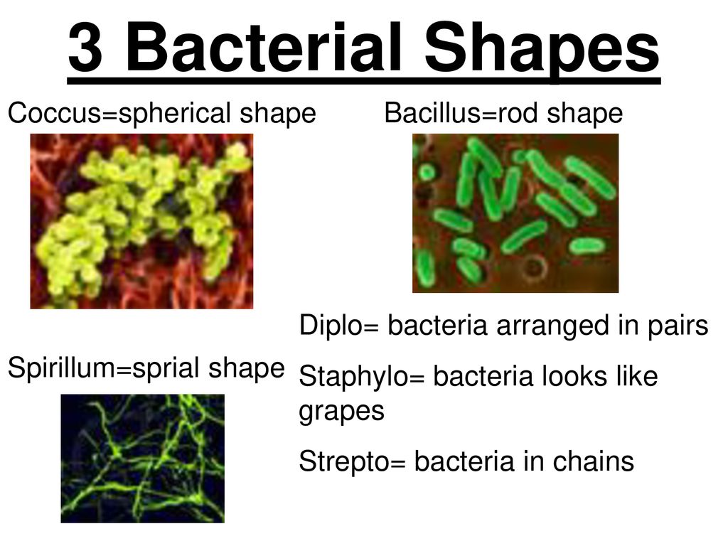 Bacteria 2 Kingdoms- EUBACTERIA & ARCHAEBACTERIA - ppt download