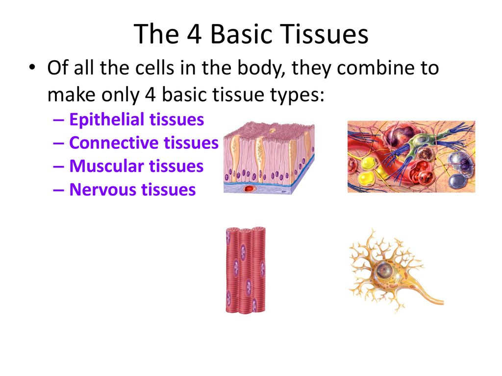 The 4 Basic Tissues Of all the cells in the body, they combine to make only 4  basic tissue types: Epithelial tissues Connective tissues Muscular tissues.  - ppt download