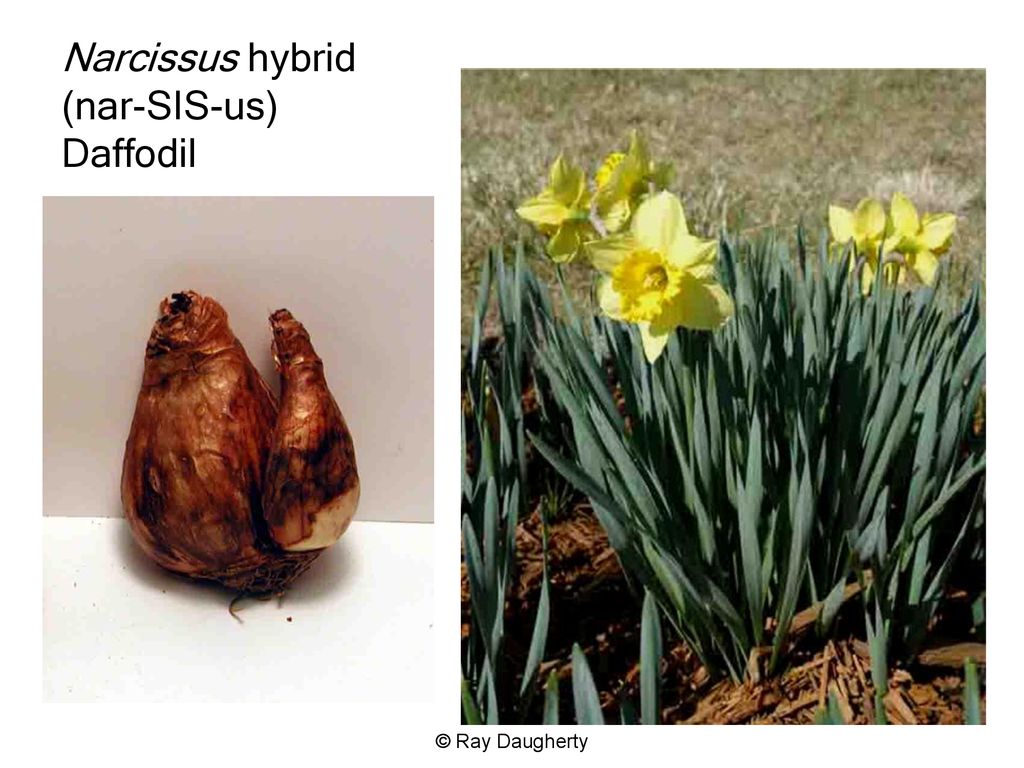 CCNP Study Aids: Bulbs That May Appear on the CCCNP Exam. - ppt download