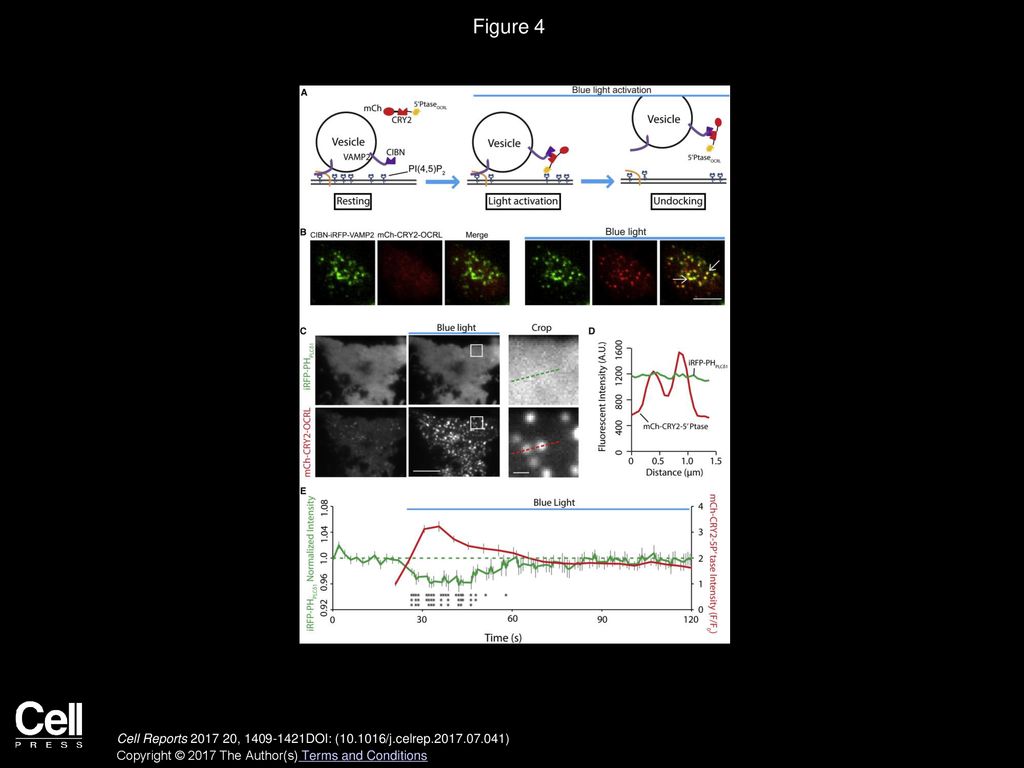 Figure 4 Rapid, Subcellular PI(4,5)P2 Reduction Selectively at Vesicle Docking Sites Induced by Optogenetics.