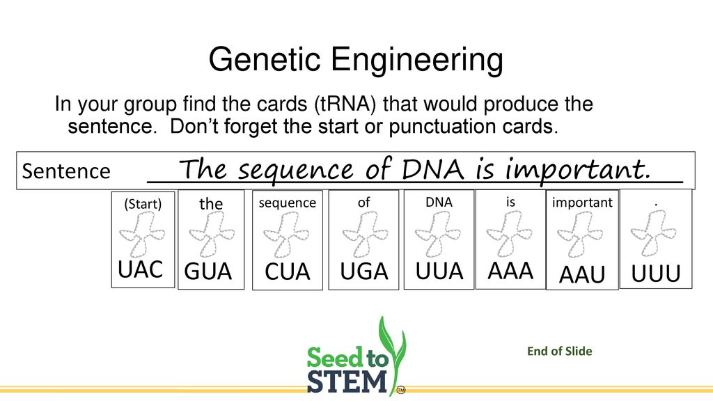 Modeling protein synthesis ppt download
