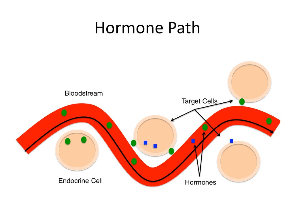 Endocrine System Ch. 18 Sect 3 Biology Diagrams