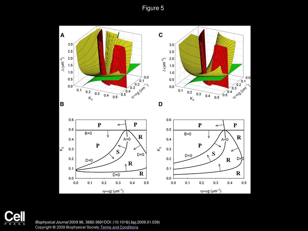 Volume 96, Issue 9, Pages (May 2009) Biology Diagrams