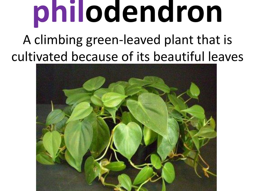 philodendron A climbing green-leaved plant that is cultivated because of its beautiful leaves