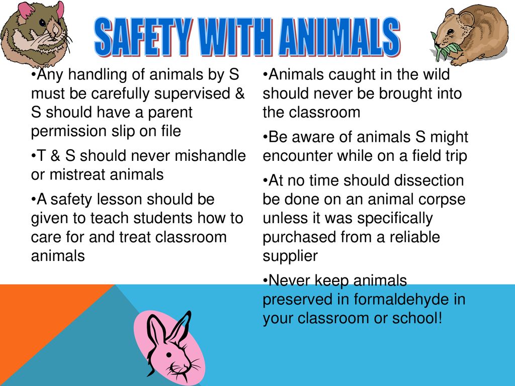 SAFETY WITH ANIMALS Any handling of animals by S must be carefully supervised & S should have a parent permission slip on file.