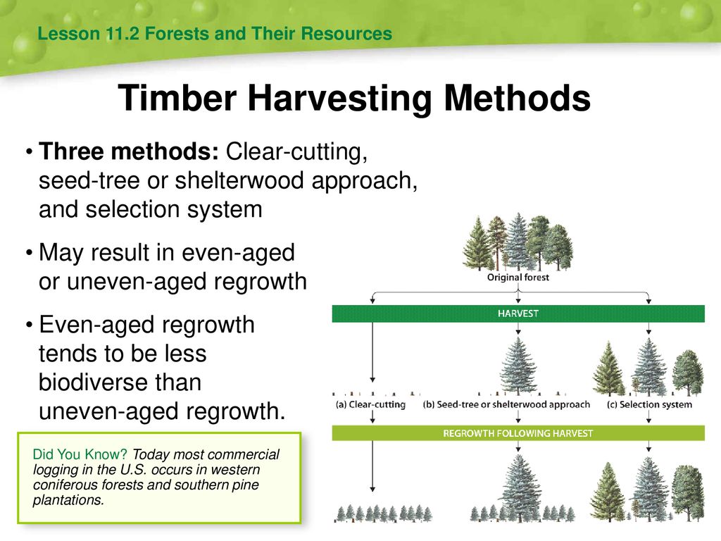 Timber Harvest: Shelterwood Technique