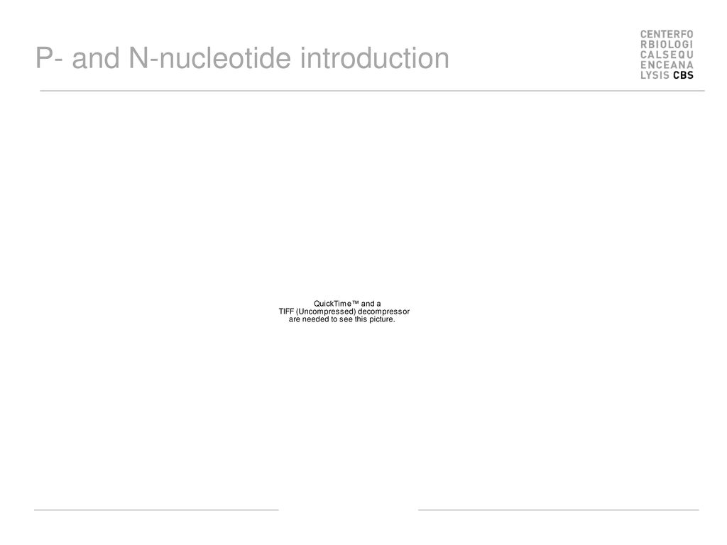 Identified Immunoglobulin Nucleotide And Protein Sequences Of Hd1 A