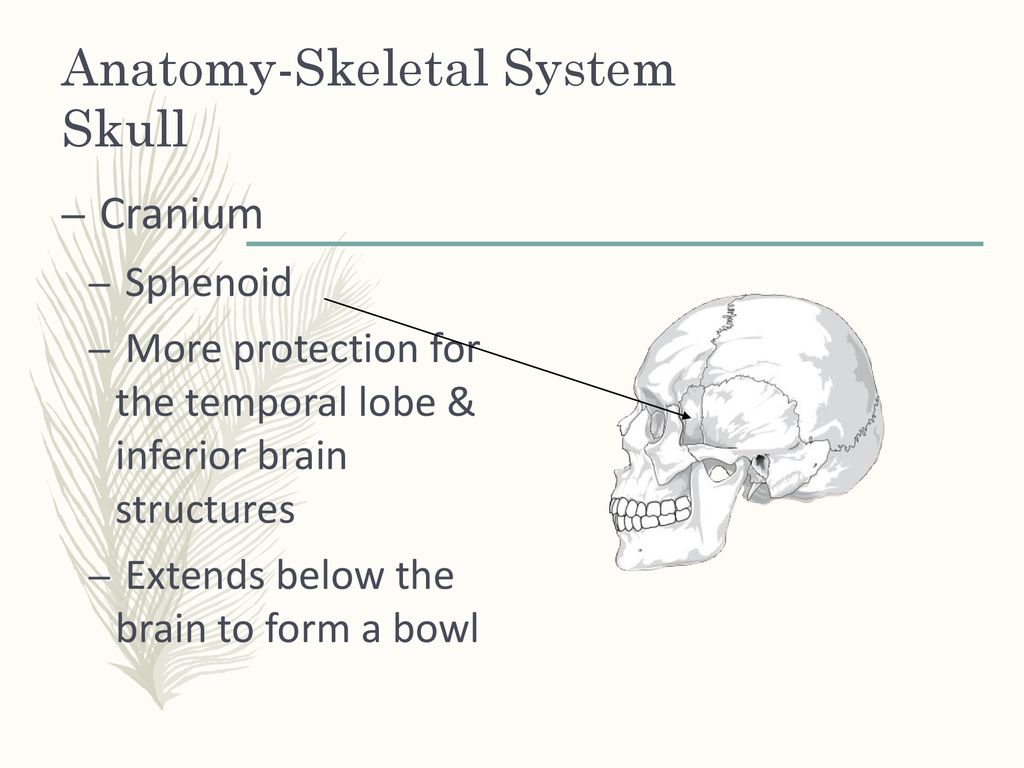 Anatomy-Skeletal System - ppt download