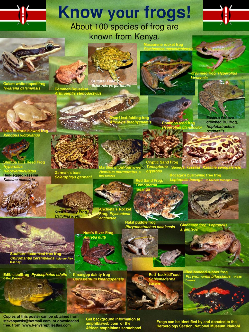 About 100 species of frog are known from Kenya. - ppt download