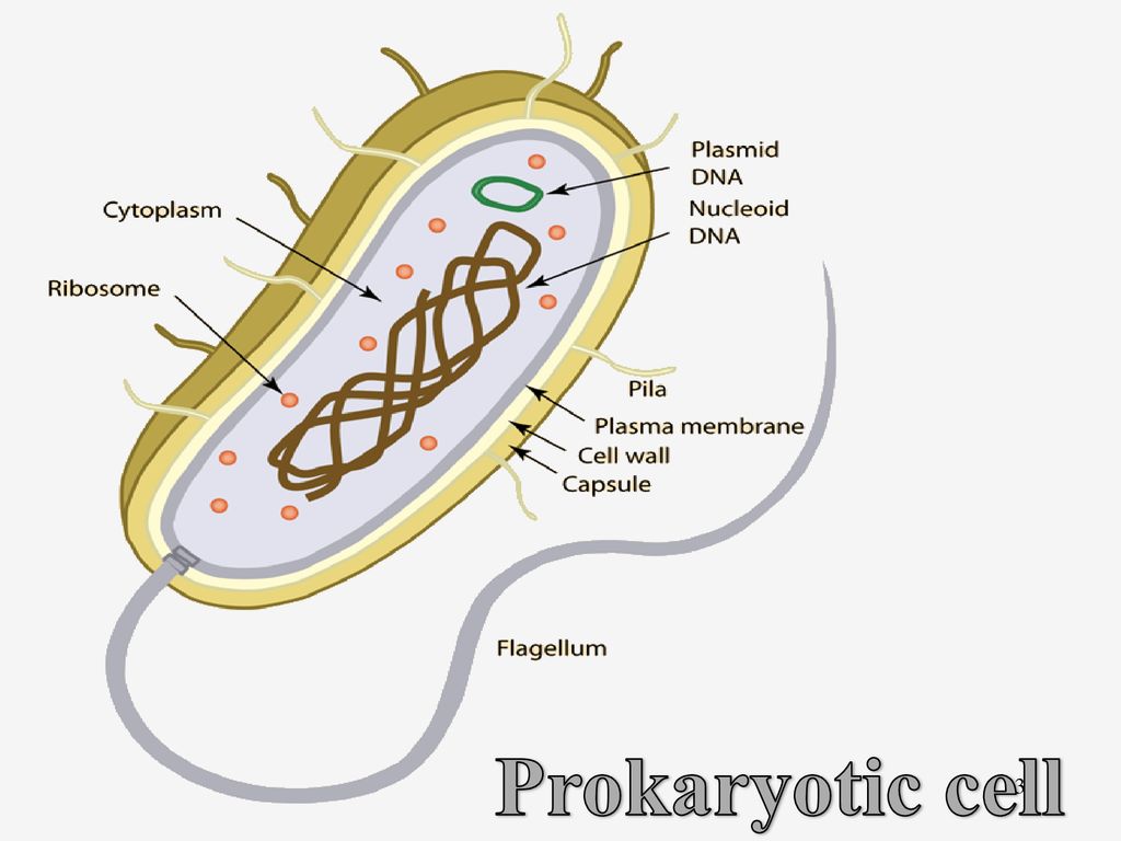 The fingerprint that’s inside your body!!!!!! - ppt download