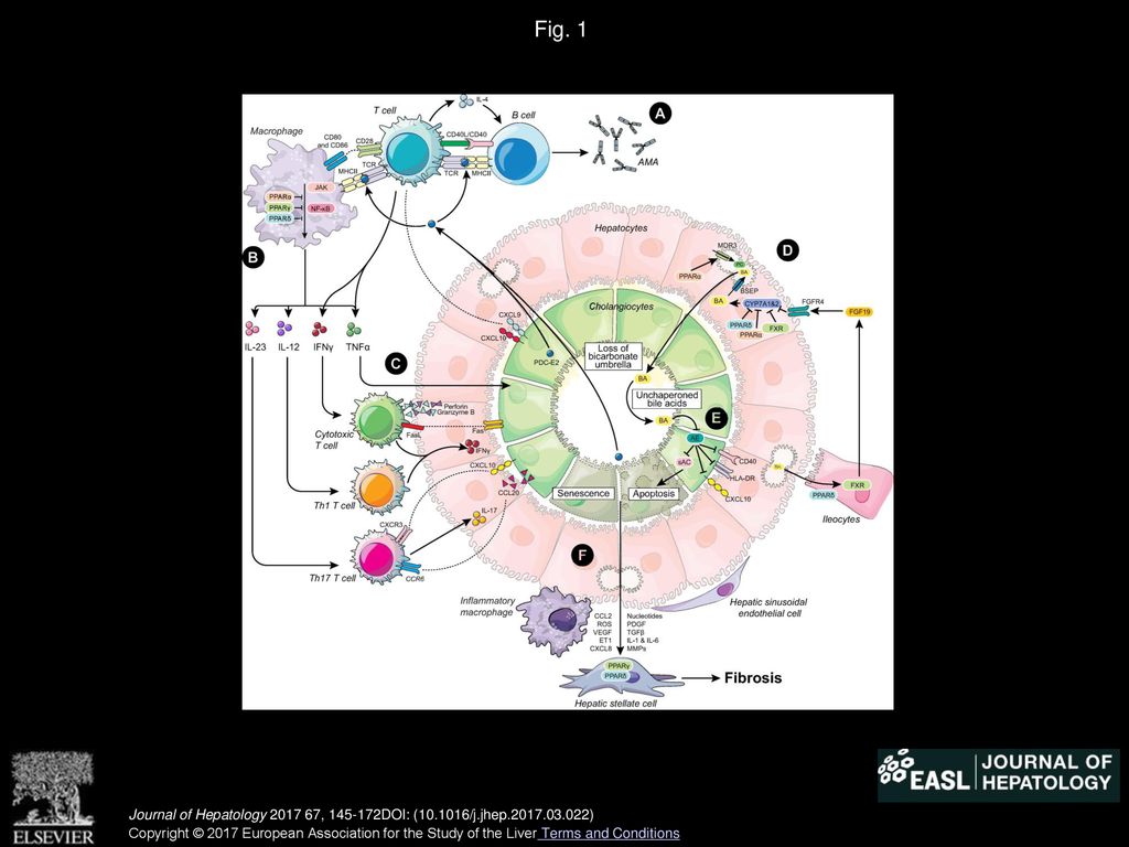 Volume 67, Issue 1, Pages (July 2017) - ppt download