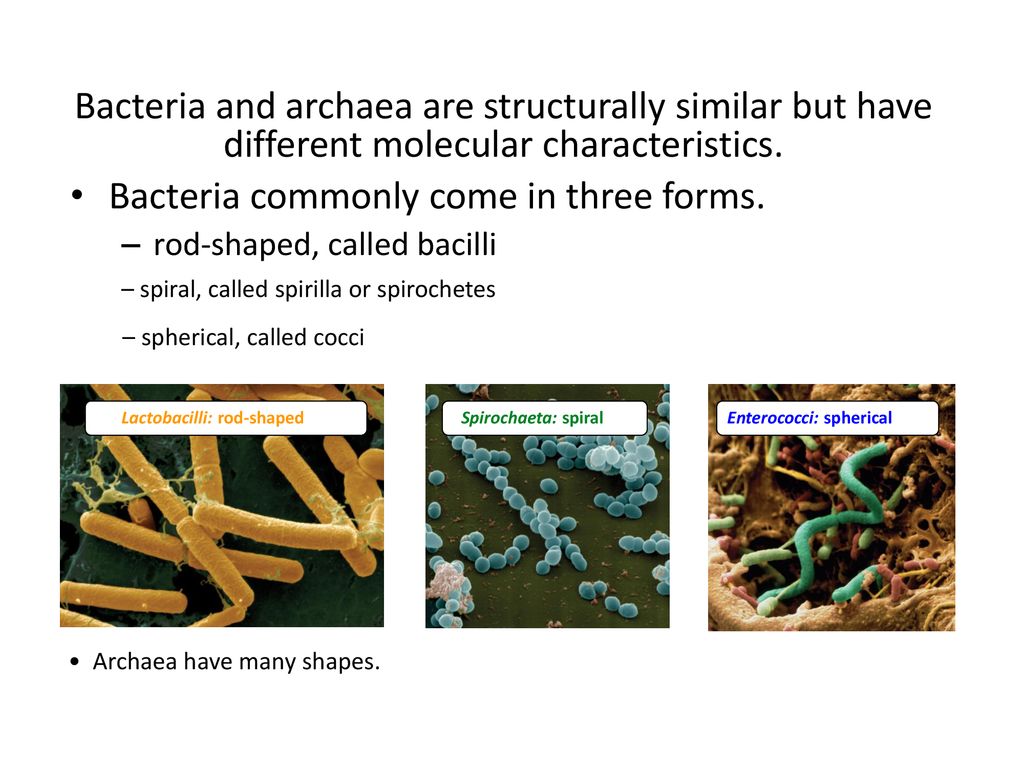 Bacteria Notes: E. - ppt download