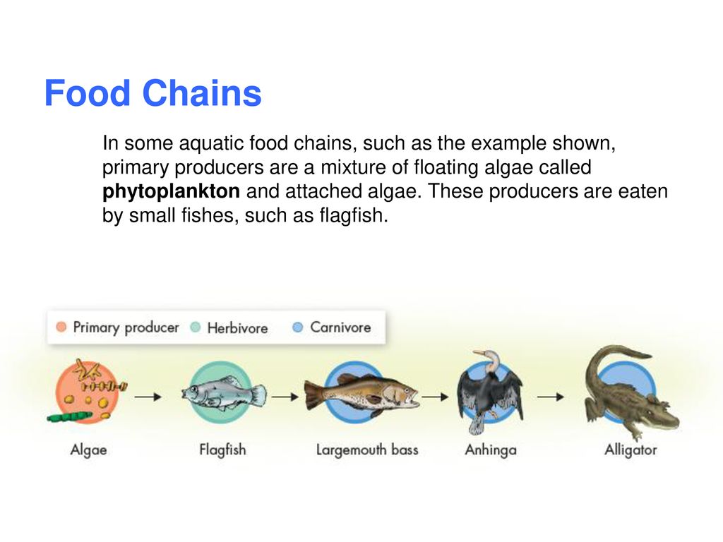 3 3 Energy Flow In Ecosystems Ppt Download 3-3-energy-flow-in-ecosystems-ppt-download