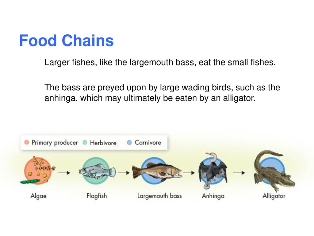 3.3 Energy Flow in Ecosystems Biology Diagrams