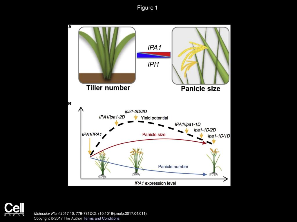 Figure 1 Regulatory Roles of IPA1 and IPI1 in Rice Plant Architecture and Yield Potential.