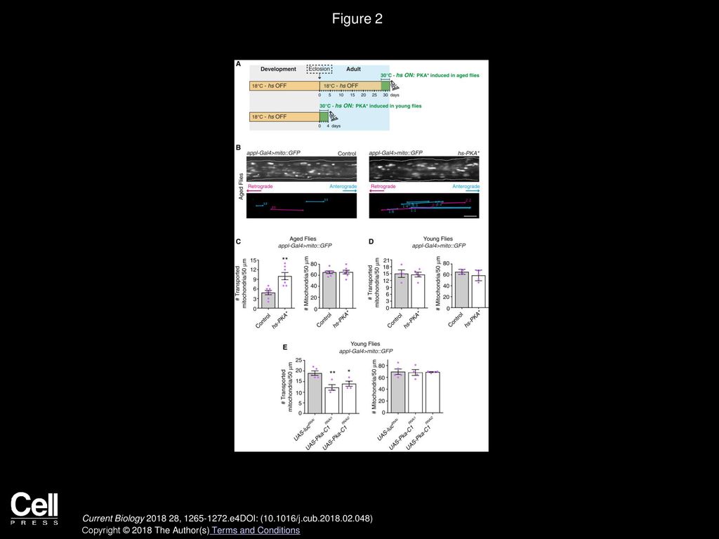 Alessio Vagnoni, Simon L. Bullock Current Biology Biology Diagrams
