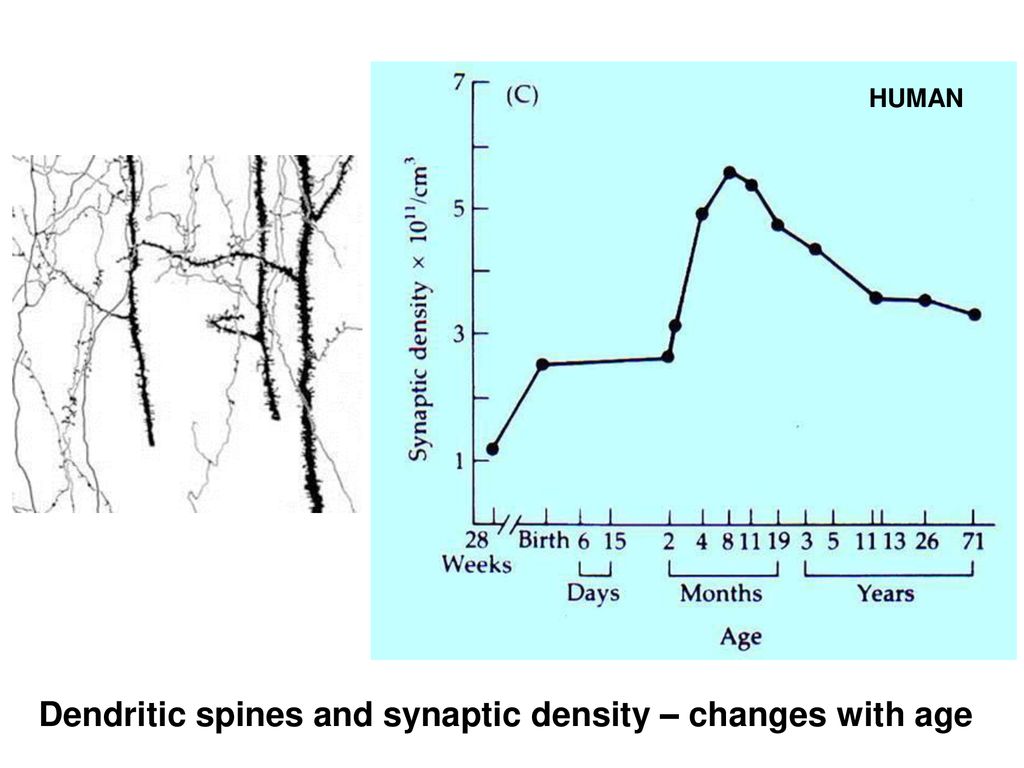 Dendritic spines and synaptic density – changes with age