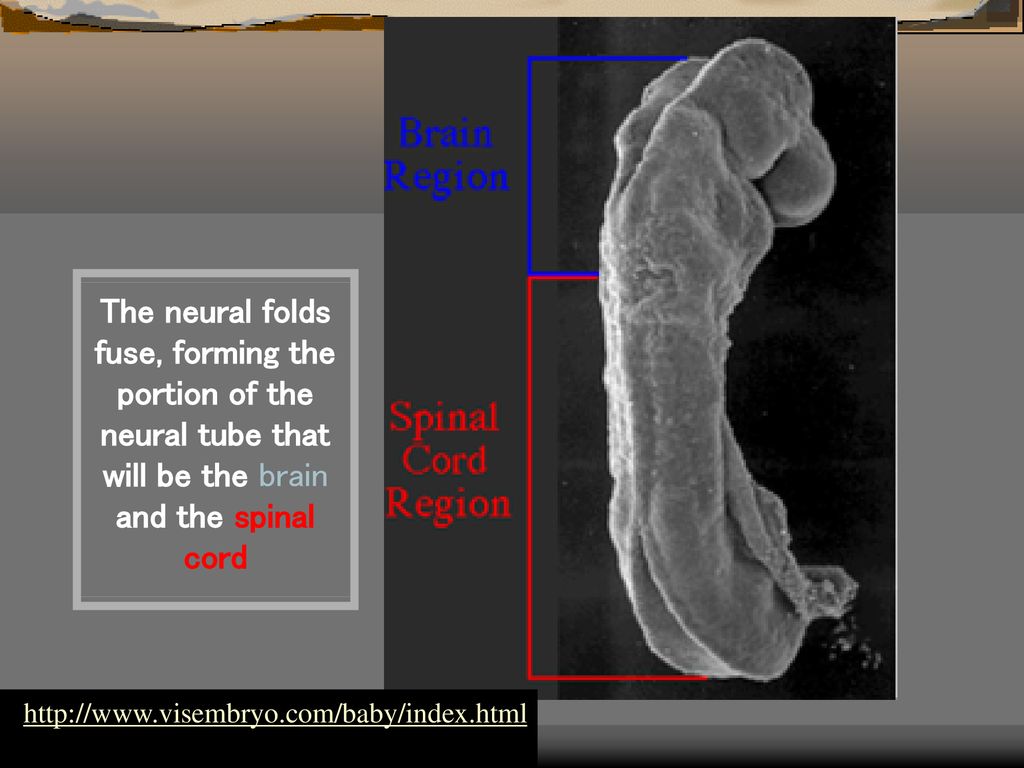 נוירולציה היווצרות תעלת העצבים מושרית מהנוטוכורד, מיתר הגב המאפיין את  המיתרניים. תאור היווצרות וסגירת צינור העצבים - ppt download