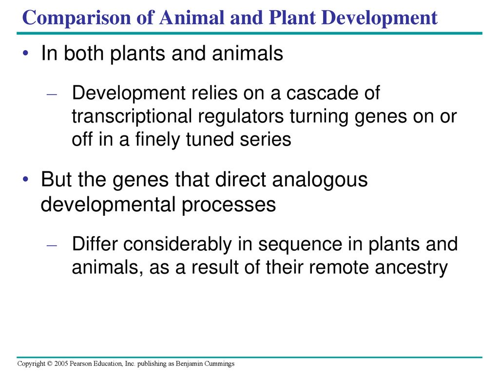 The Genetic Basis of Development - ppt download