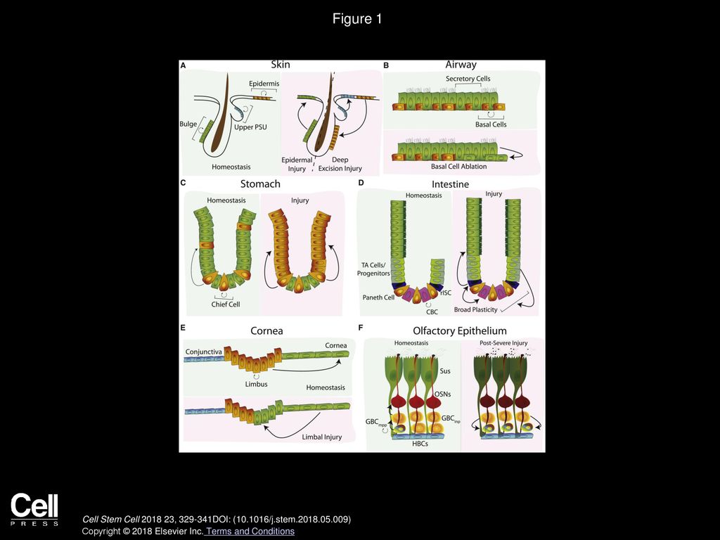 Modulating cell fate as a therapeutic strategy ppt download
