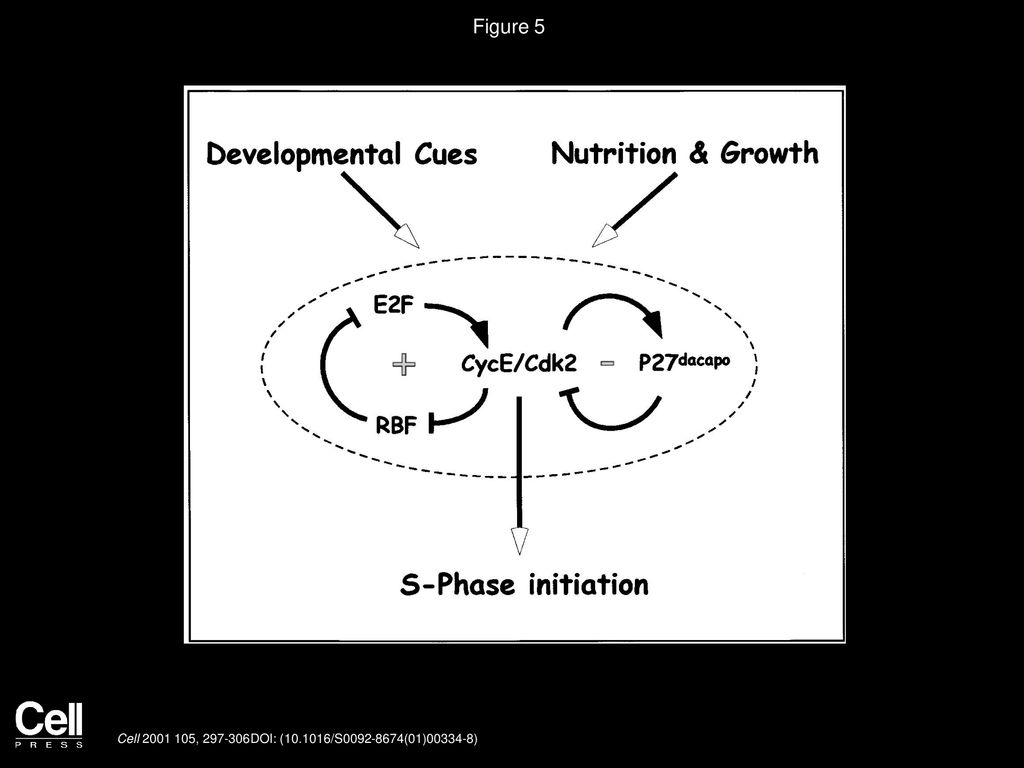 Endoreplication Cell Cycles Biology Diagrams