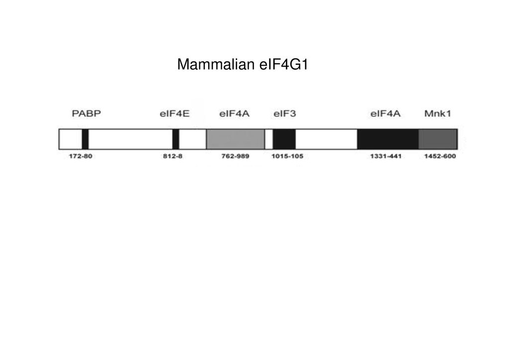 Generic Structure of a Eukaryotic mRNA - ppt download